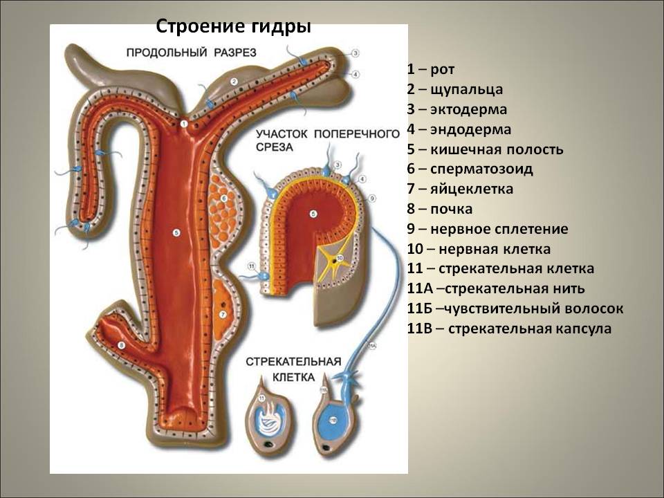 Black sprut что это